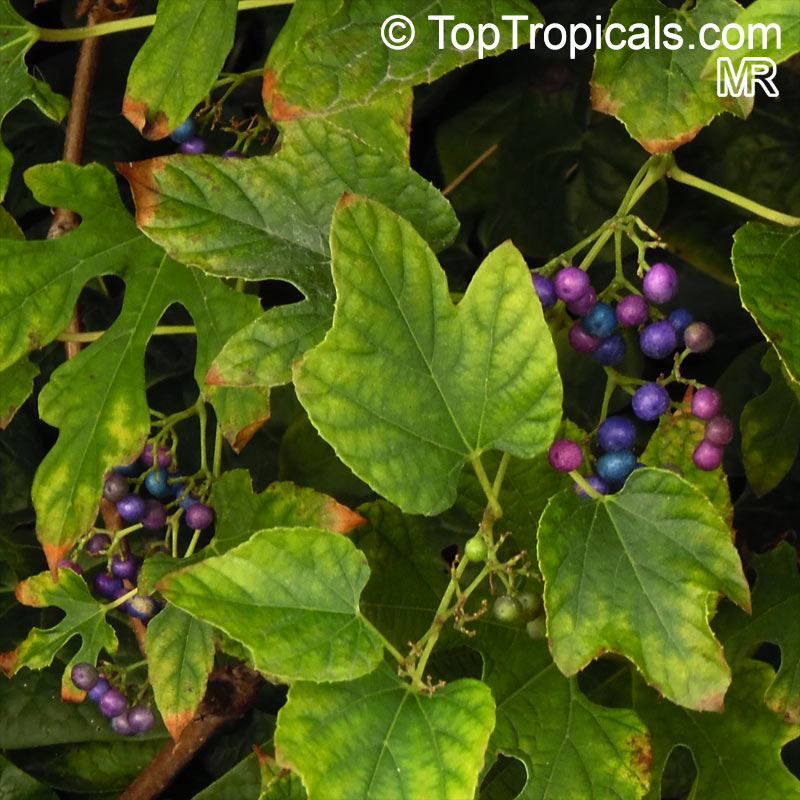 Ampelopsis sp., False Grape, Porcelain Berry. Ampelopsis sinica