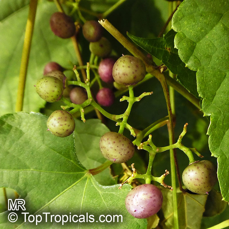 Ampelopsis sp., False Grape, Porcelain Berry