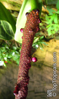 Anthurium crystallinum, Crystal anthurium, Tail Flower

Click to see full-size image