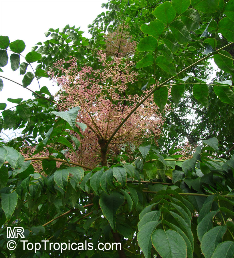 Aralia elata, Japanese Angelica Tree