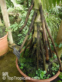 Areca novohibernica, Kugumaru Palm

Click to see full-size image