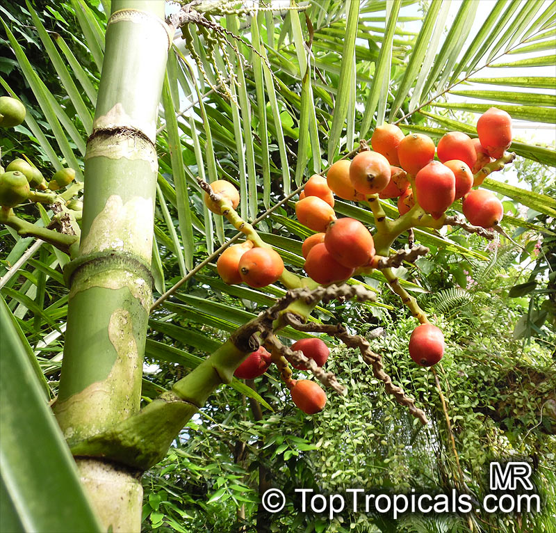 Areca novohibernica, Kugumaru Palm