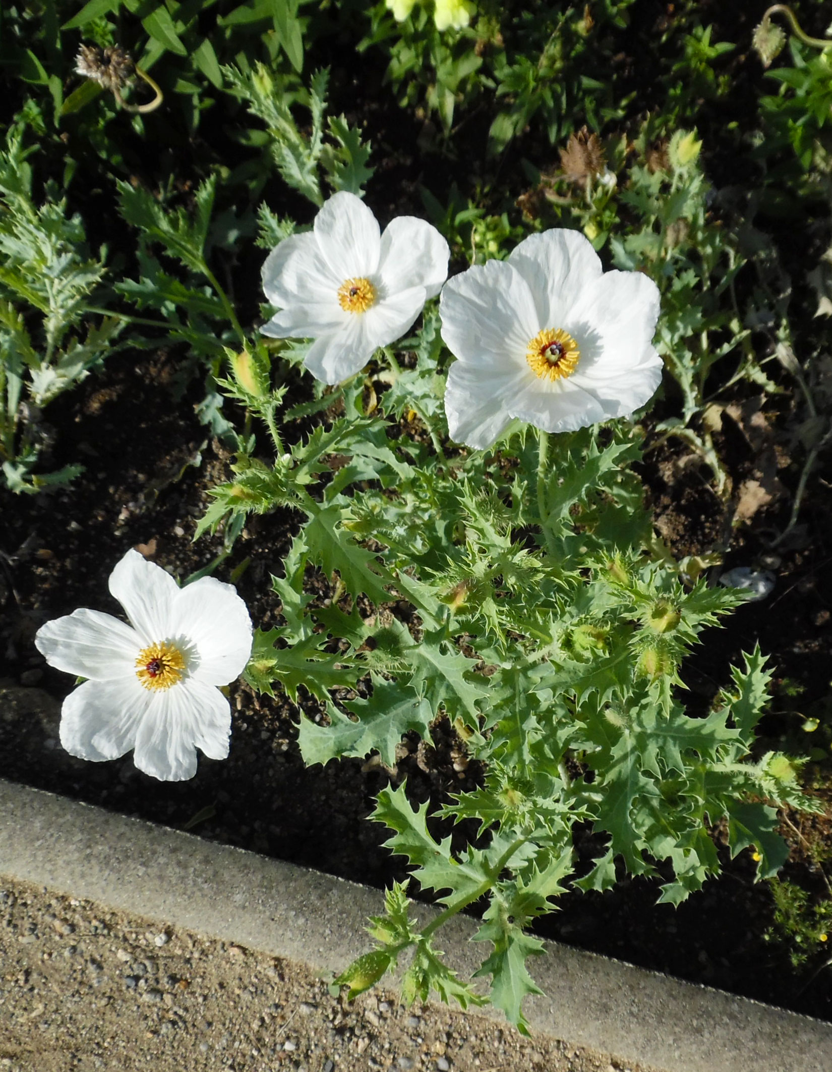 Argemone grandiflora Argemone sp. (Prickly Poppy) white flower close up with yellow center and green foliage.