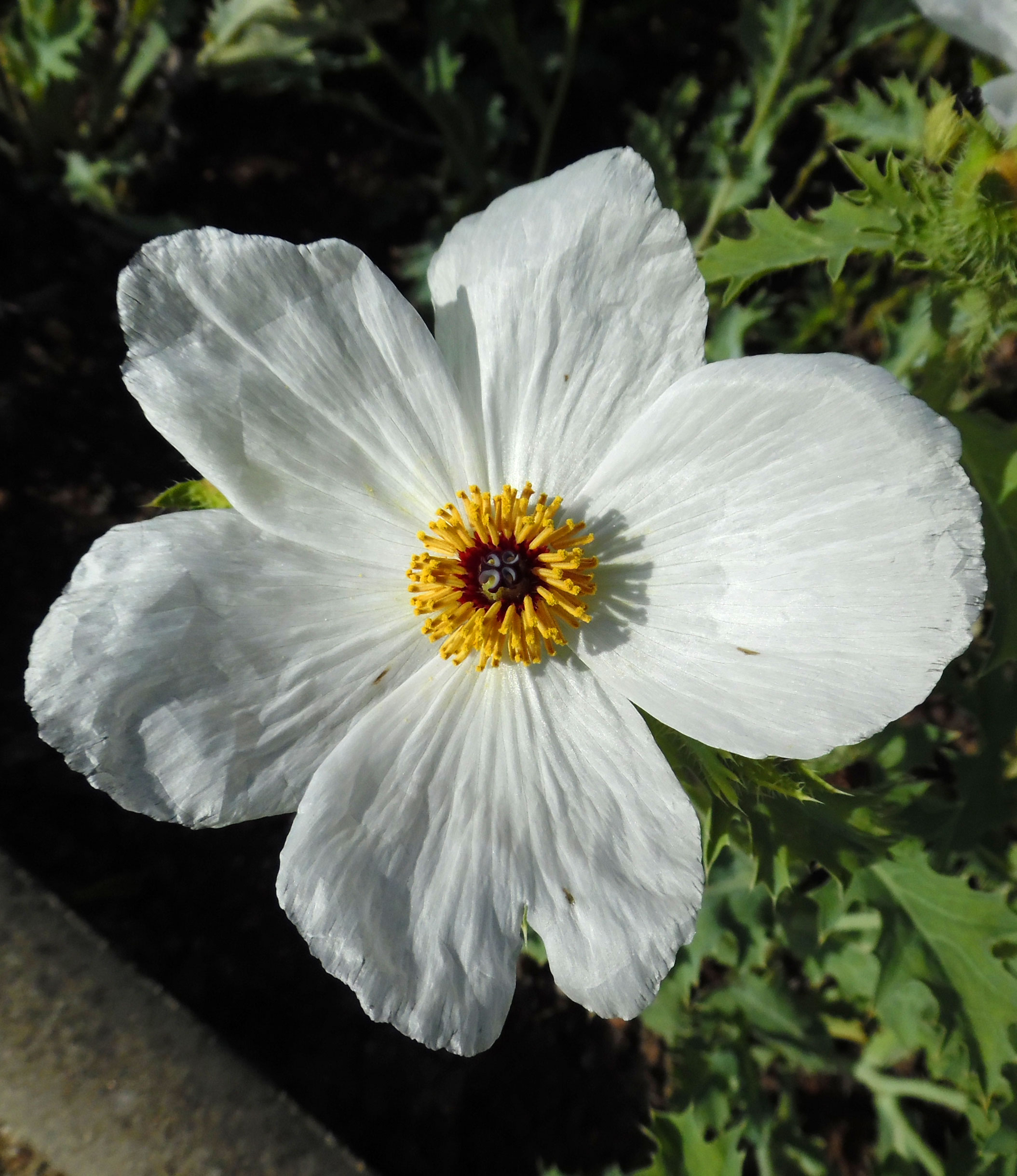 Argemone grandiflora Argemone sp. (Prickly Poppy) white flower with yellow center, close up, green leaves