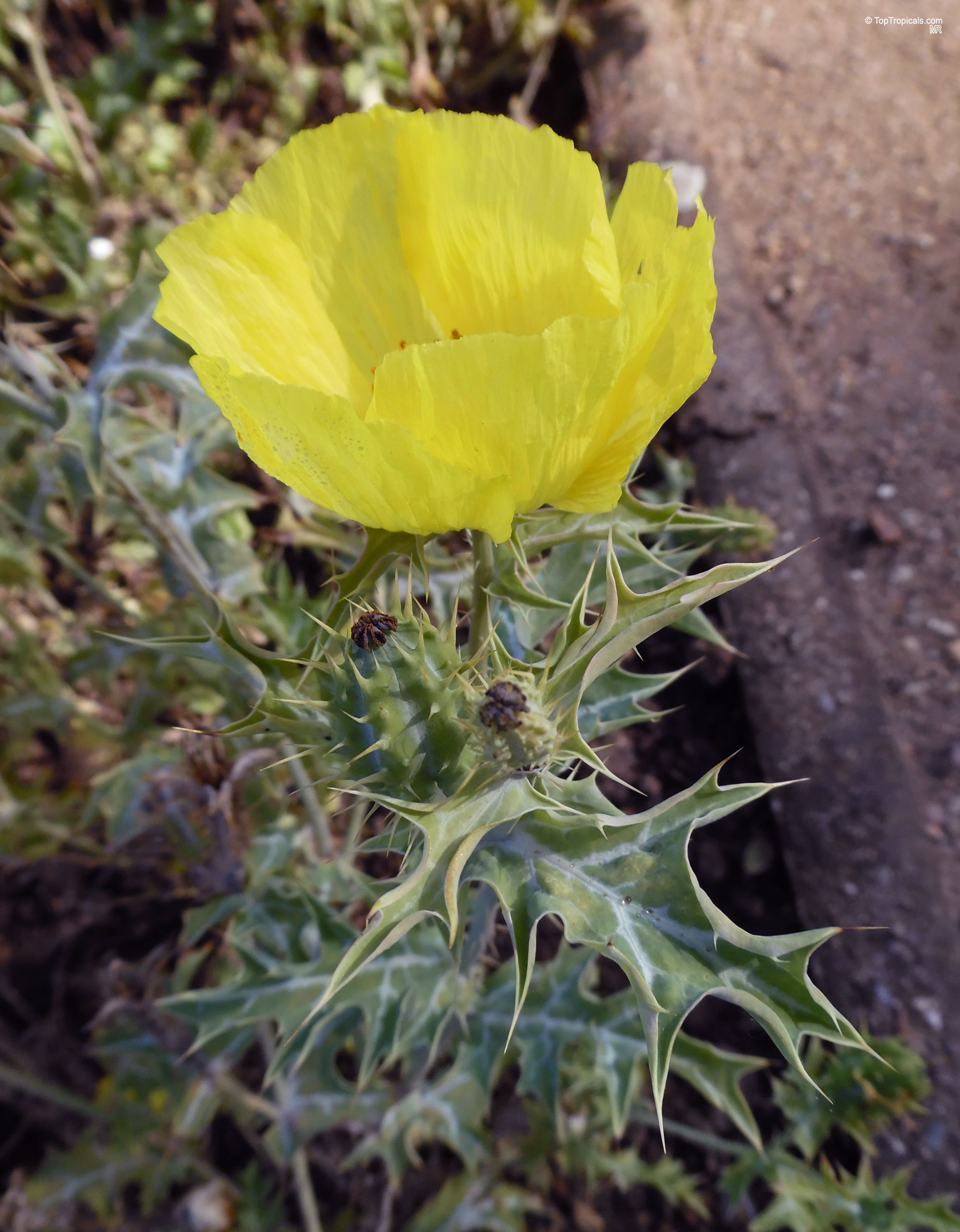 Argemone subfusiformis Argemone sp. (Prickly Poppy) yellow flower with sharp green leaves in a close up.