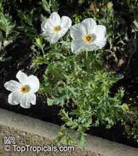 Argemone sp., Prickly Poppy

Click to see full-size image
