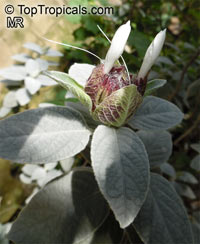 Barleria albostellata, Grey Barleria

Click to see full-size image
