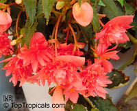 Begonia Tuberhybrida Group, Tuberous Begonia

Click to see full-size image