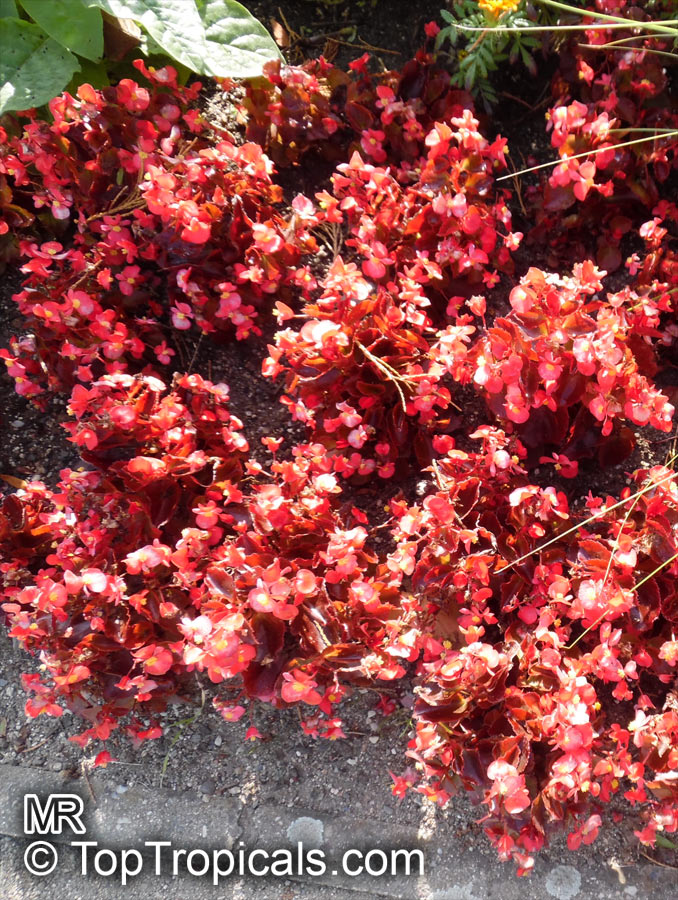 Begonia Semperflorens - cultorum Group, Bedding Begonia, Wax Begonia