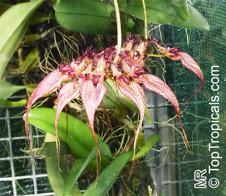 Bulbophyllum sp., Bulbophyllum. Bulbophyllum ornatissimum