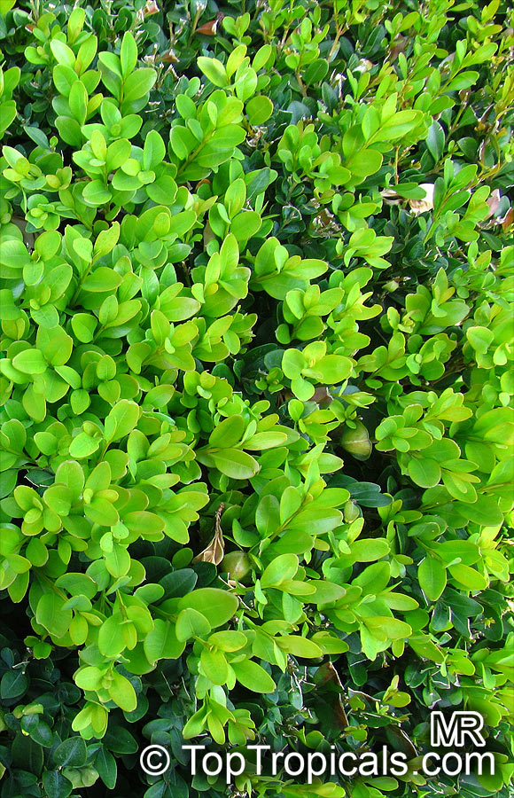 Buxus sp., Boxwood. Buxus microphylla var. japonica 'Winter Gem'