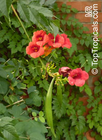 Campsis radicans, Scarlet Trumpet Vine, Red Bignonia, Blood Trumpet, Dynamic Trumpet Vine

Click to see full-size image