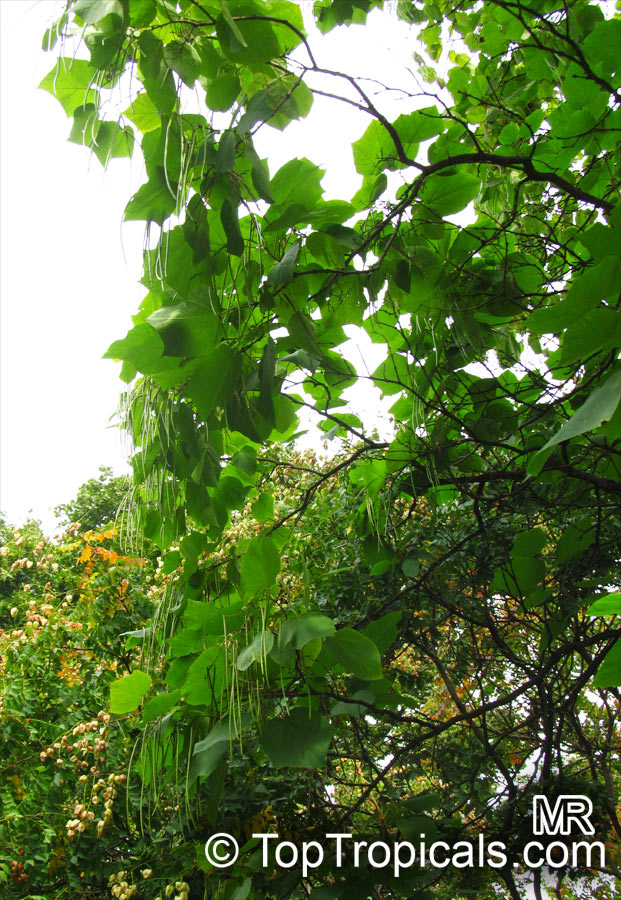 Catalpa bignonioides, Southern Catalpa, Indian Bean Tree. Catalpa x erubescens 'Japonica'