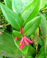 Cavendishia sp., Cavendishia

Click to see full-size image
