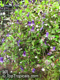 Clematis sp., Clematis, Old Man's Beard, Traveler's Joy, Virgin's Bower

Click to see full-size image