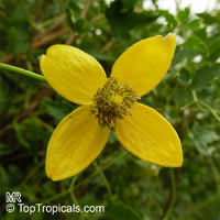 Clematis tangutica, Golden Clematis, Russian Virgin&apos;s Bower
