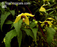 Clematis tangutica, Golden Clematis, Russian Virgin's Bower

Click to see full-size image