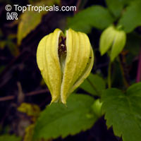 Clematis tangutica, Golden Clematis, Russian Virgin&apos;s Bower