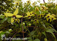 Clematis tangutica, Golden Clematis, Russian Virgin's Bower

Click to see full-size image