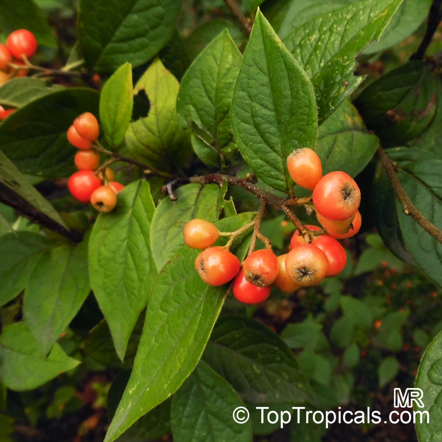 Cotoneaster sp., Cotoneaster
