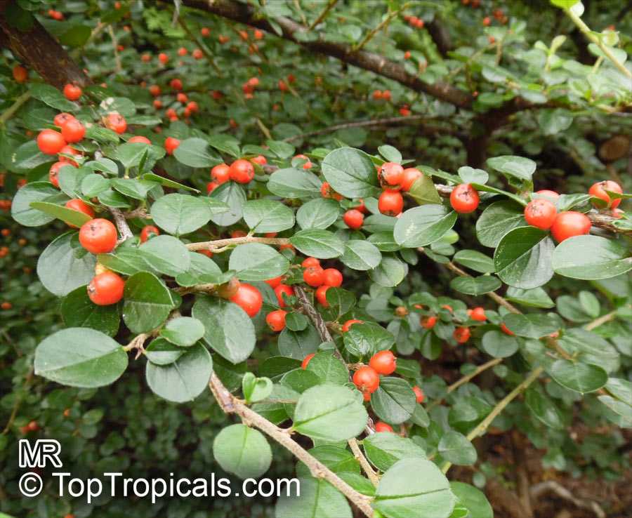 Cotoneaster sp., Cotoneaster