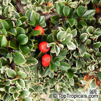 Cotoneaster sp., Cotoneaster

Click to see full-size image