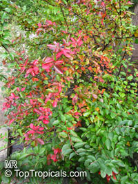 Cotoneaster sp., Cotoneaster

Click to see full-size image