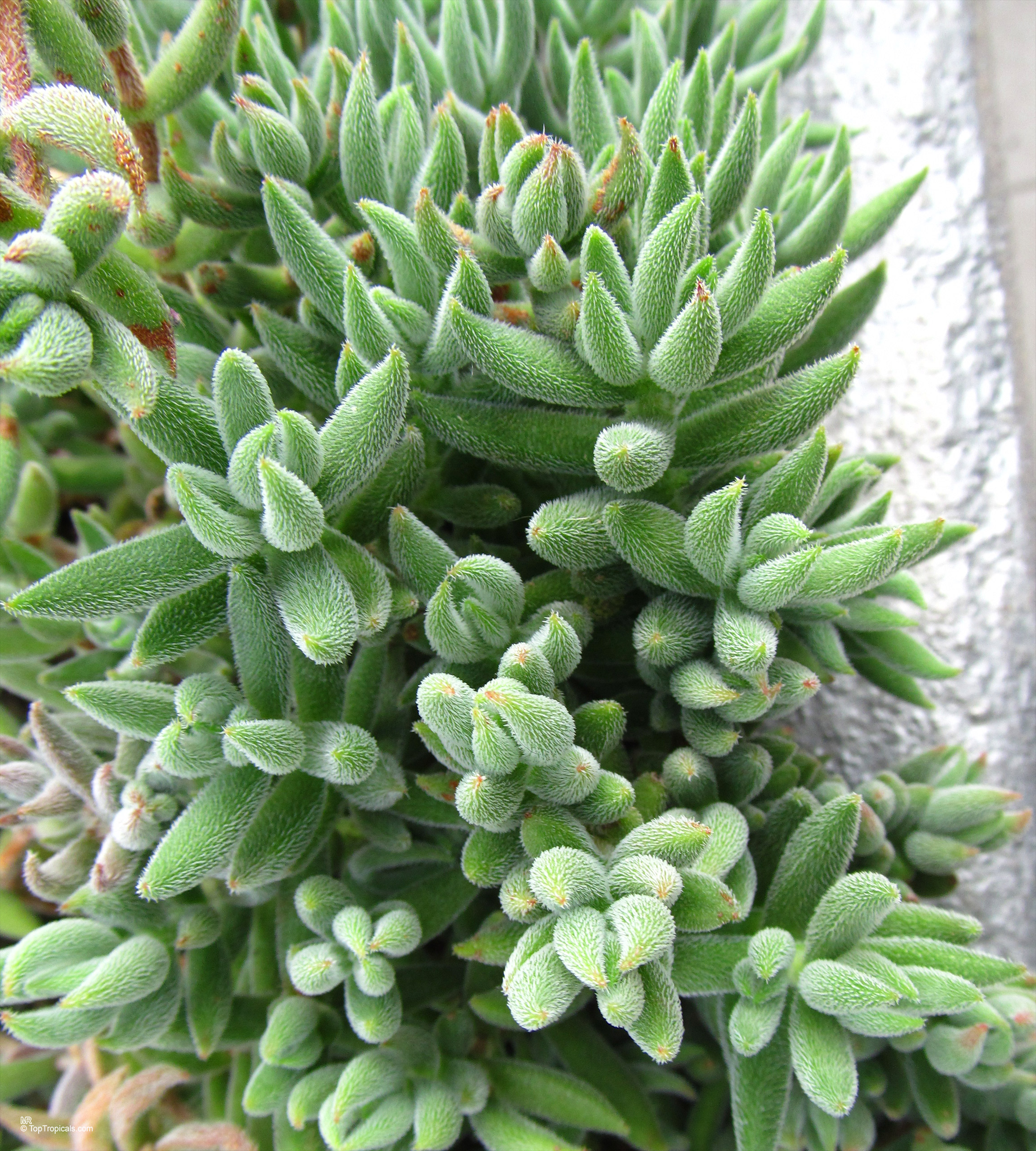 Crassula mesembryanthemoides shows many thick green leaves with a fuzzy texture on the surface. Crassula mesembryanthemoides green succulent plant with fuzzy textured leaves in a close up image.