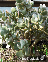Crassula arborescens, Silver Dollar Plant

Click to see full-size image