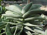 Crassula falcata, Crassula perfoliata var. falcata, Propeller Plant, Scarlet Paintbrush, Airplane Plant

Click to see full-size image