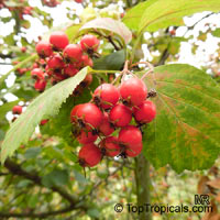 Crataegus sp., Blackthorn, Cockspur, Hawthorn, Washington Thorn

Click to see full-size image