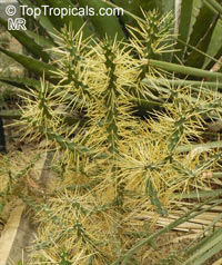 Cylindropuntia sp., Cylindropuntia, Cholla

Click to see full-size image