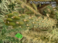 Cylindropuntia sp., Cylindropuntia, Cholla

Click to see full-size image