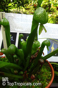 Darlingtonia californica, California Pitcher Plant, Cobra Lily, Cobra Plant

Click to see full-size image