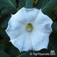 Datura wella - seeds

Click to see full-size image