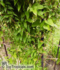 Dioscorea polystachya, Dioscorea batatas, Chinese Yam, Cinnamon-vine

Click to see full-size image