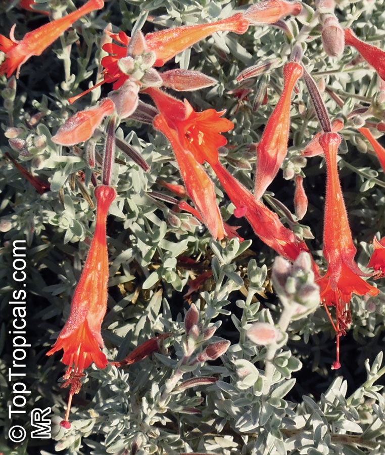 Epilobium canum, Zauschneria californica, California Fuchsia, Hummingbird Trumpet, Firechalice