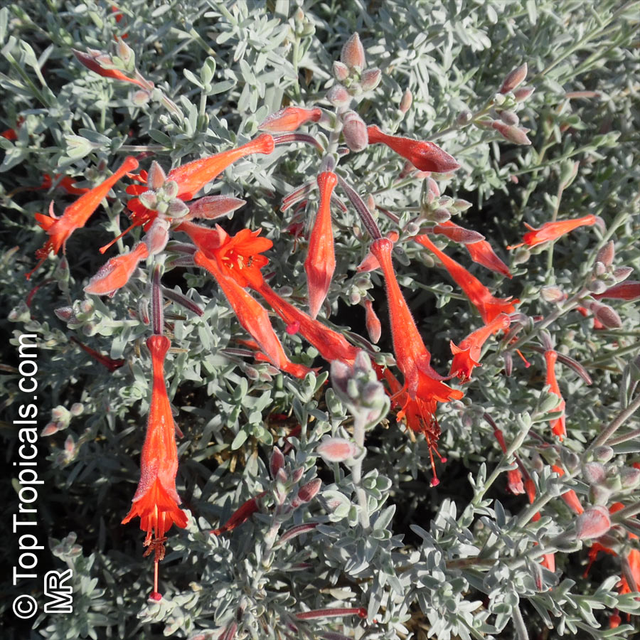 Epilobium canum, Zauschneria californica, California Fuchsia, Hummingbird Trumpet, Firechalice