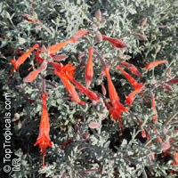 Epilobium canum, Zauschneria californica, California Fuchsia, Hummingbird Trumpet, Firechalice

Click to see full-size image
