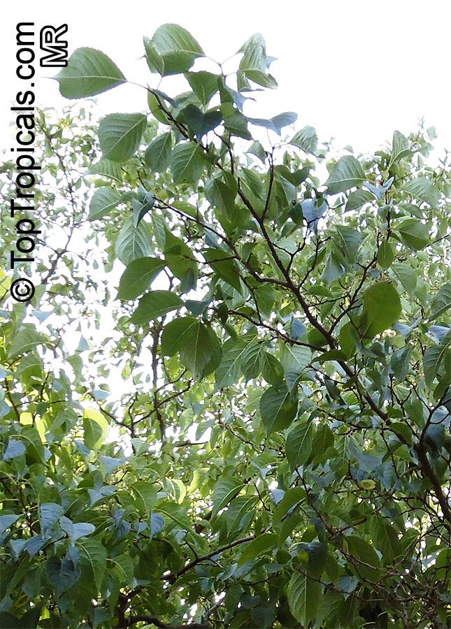 Eucommia ulmoides, Eucommia, Hardy Rubber Tree 