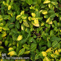 Euonymus sp., Euonymus

Click to see full-size image