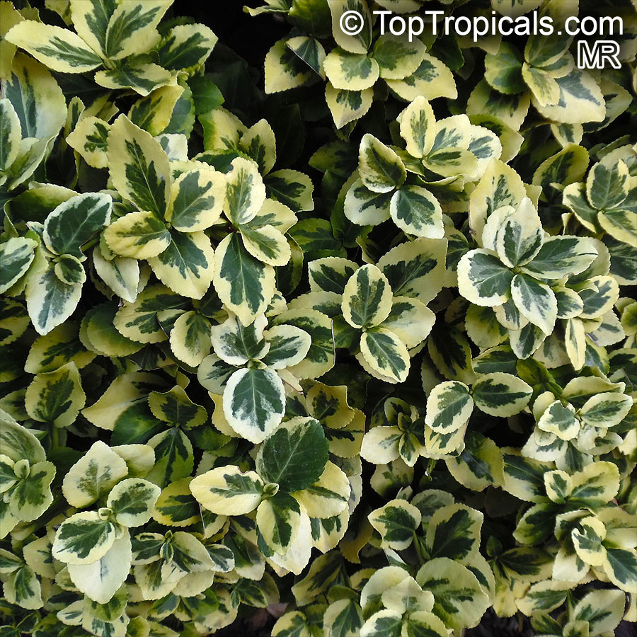 Euonymus sp., Euonymus. Euonymus fortunei 'Canadale Gold'