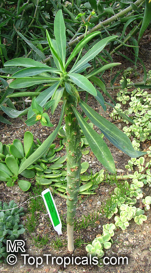 Euphorbia bubalina, Euphorbia laxiflora, Buffalo Euphorbia, Bosmelkbos