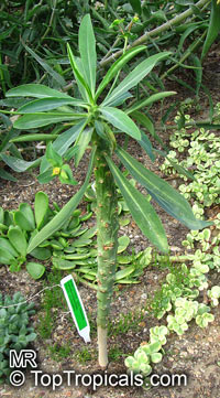 Euphorbia bubalina, Euphorbia laxiflora, Buffalo Euphorbia, Bosmelkbos

Click to see full-size image