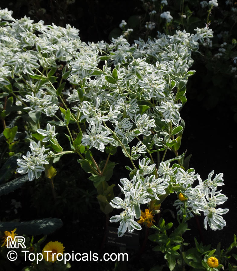 Euphorbia marginata, Snow-on-the-mountain, Smoke-on-the-prairie, Variegated Spurge, Mountain Spurge