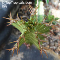 Euphorbia pseudocactus, Euphorbia 'Zig Zag', Zig-Zag Plant 

Click to see full-size image