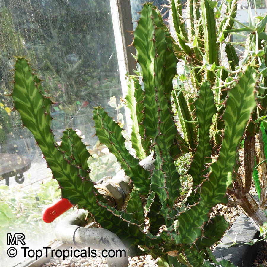 Euphorbia pseudocactus, Euphorbia 'Zig Zag', Zig-Zag Plant 