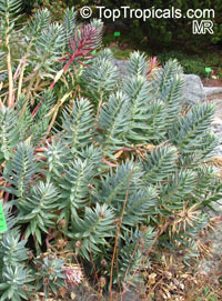 Euphorbia sp., Milkweed, Spurge

Click to see full-size image