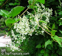 Fallopia baldschuanica, Polygonum baldschuanicum, Bilderdykia baldschuanica, Bukhara Fleeceflower, Russian Vine