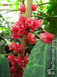 Pavonia strictiflora, Goethea strictiflora, Goethea cauliflora, Goethea

Click to see full-size image